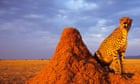 India reintroduces cheetahs to wild after big cats airlifted from Namibia