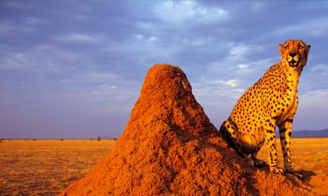 A cheetah sitting on termite mound, Namibia