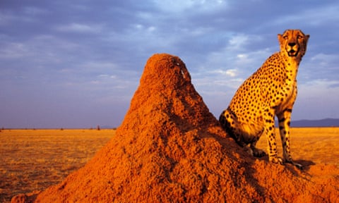A termite mound – and cheetah – in Namibia.