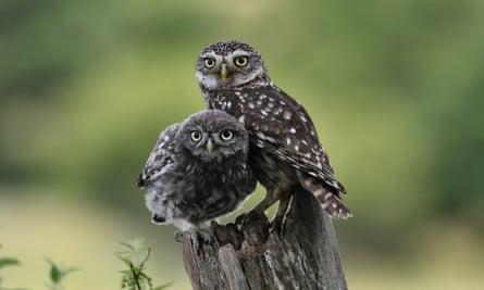 Little owls at Knepp
