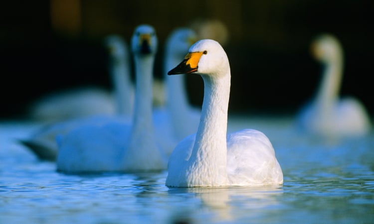 Bewick’s swan population vanishing in Britain amid the climate crisis