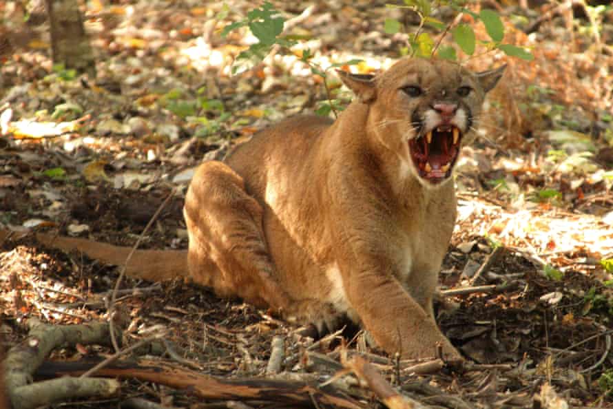 A mountain lion