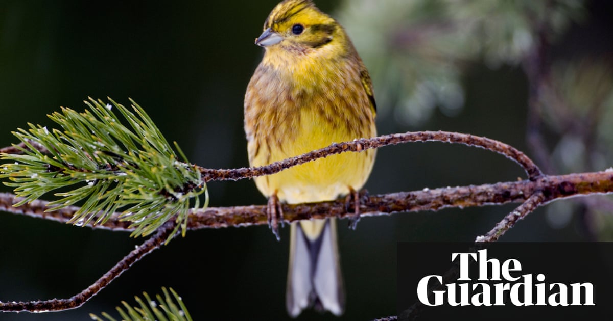 Blackcap, redstart, yellowhammer: what’s in a bird’s name? | Environment | The Guardian