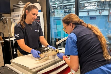 two women help a sea turtle on an exam table