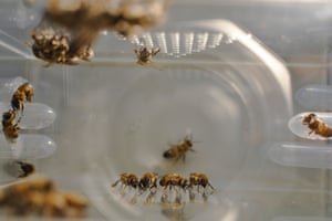 Bees in a rearing cage