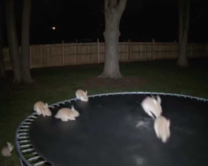 Macquarie Dictionary announces ‘AI slop’ as its word of the year, beating out Ozempic face