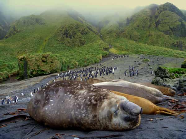 Deadly Polygamy: Male Elephant Seals at Risk 4 Male and females on Macquarie Island.