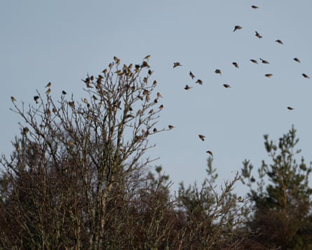 A flock of linnets.
