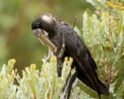Property developers spark anger over plan to clear woodland home to Baudin’s and Carnaby’s black cockatoos