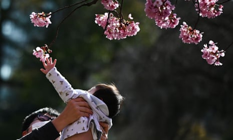 A man holding his baby up to touch the cherry blossom in Tokyo