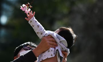 A child reaches up to touch the cherry blossoms at Ueno park in Tokyo