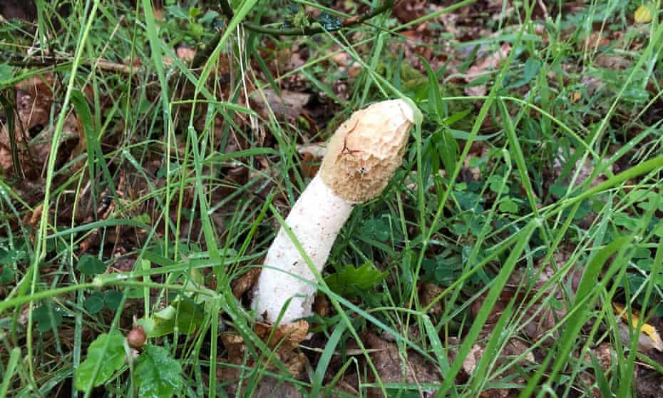 A stinkhorn fungus growing in Horner Woods on Exmoor