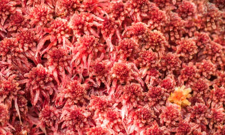 Red bogmoss on the shores of Loch Maree, Wester Ross, Scotland.