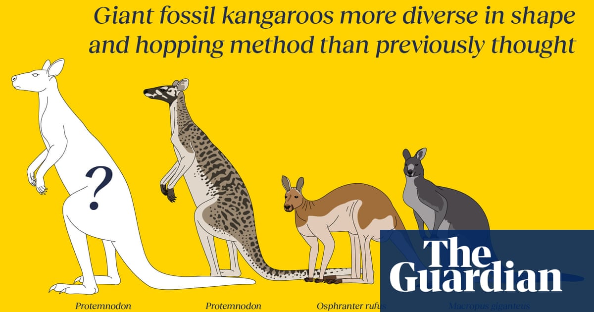 Giant fossil kangaroos: scientists identify three new species of extinct megafauna | Australia news