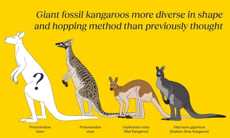 Giant fossil kangaroos: scientists identify three new species of extinct megafauna