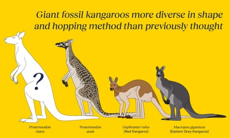 Giant fossil kangaroos: scientists identify three new species of