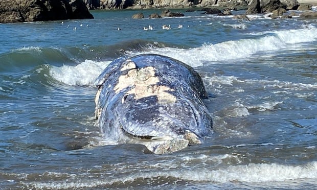 An adult female gray whale lies dead at Muir Beach near San Francisco on 8 April.