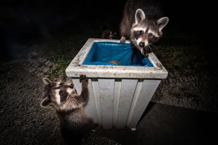 Two raccoons foraging in a bin after dark in Kassel.