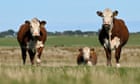 China lifts most remaining trade bans on Australian beef exports