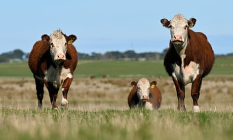 Cattle in a paddock