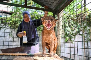 Um veterinário examina um gato dourado asiático macho para tratamento após ele ter sido apreendido de um caçador ilegal de animais pela agência de conservação da natureza da Indonésia em Banda Aceh, Indonésia