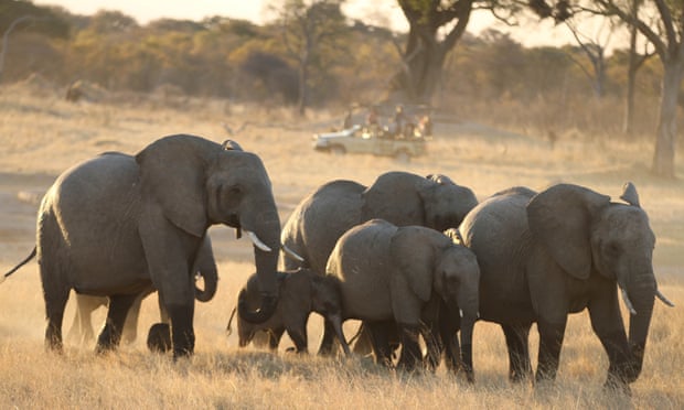 Zimbabwe elephants