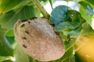 Camoati (Polybia occidentalis) social wasps build a nest on a tree branch in Asunción, Paraguay