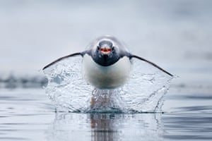 Finalista WildlifeCraig Parry No meu primeiro dia no mar na Antártica, eu estava com minha câmera em mãos e pronto para capturar o pinguim gentoo. Cercado por vida selvagem diversificada em Paradise Bay, uma série de enérgicos pinguins gentoo avançou em direção ao nosso inflável. Aproximando-me do barco, pré-foquei minhas lentes antecipando o momento. Congelar de frente as espécies de pinguins mais rápidas do mundo não foi fácil, pois elas corriam a velocidades de mais de 32 km/h em minha direção.