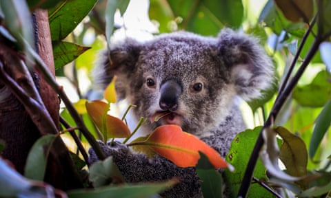 Australia Has Declared Koalas An Endangered Species