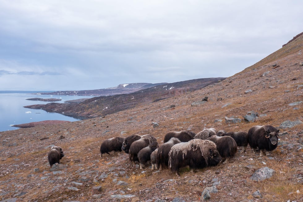 They lived through the ice age. Can the mighty musk ox survive the heat? Musk oxen take advantage of 24-hour grazing in Greenland's brief summer but are well adapted to its pitch-black polar winters.Photograph: Galaxiid/Alamy