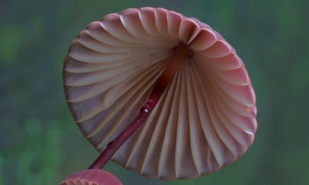 The obscure Marasmius Haematocephali mushroom.
