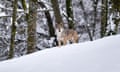 A wolfdog under trees in the snow