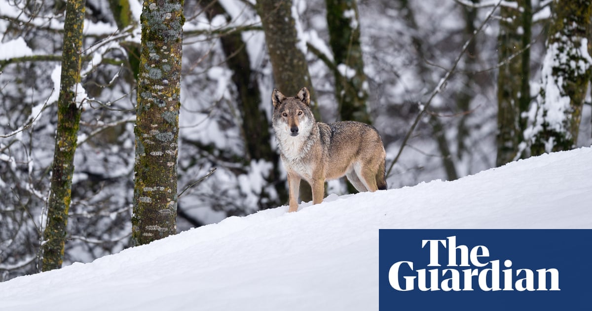 ‘We’d like to shoot them all’: growing army of wolfdogs raises hackles across Europe | Wildlife