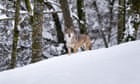 ‘We’d like to shoot them all’: growing army of wolfdogs raises hackles across Europe