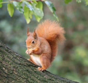 A red squirrel on the Isle of Wight, UK. Red squirrels are “thriving” on the Isle of Wight with signs that groups on opposite sides of the island are starting to mix for the first time, according to a new study. Researchers from Bournemouth University teamed up with the Wight Squirrel Project to gain an understanding at how healthy the populations of the native species were on the island off the coast of Hampshire