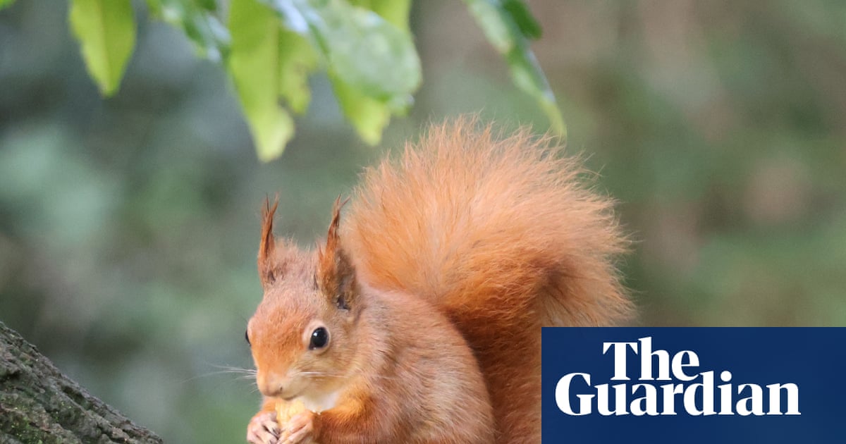 To Save Red Squirrels, We Must Prioritize Their Habitats