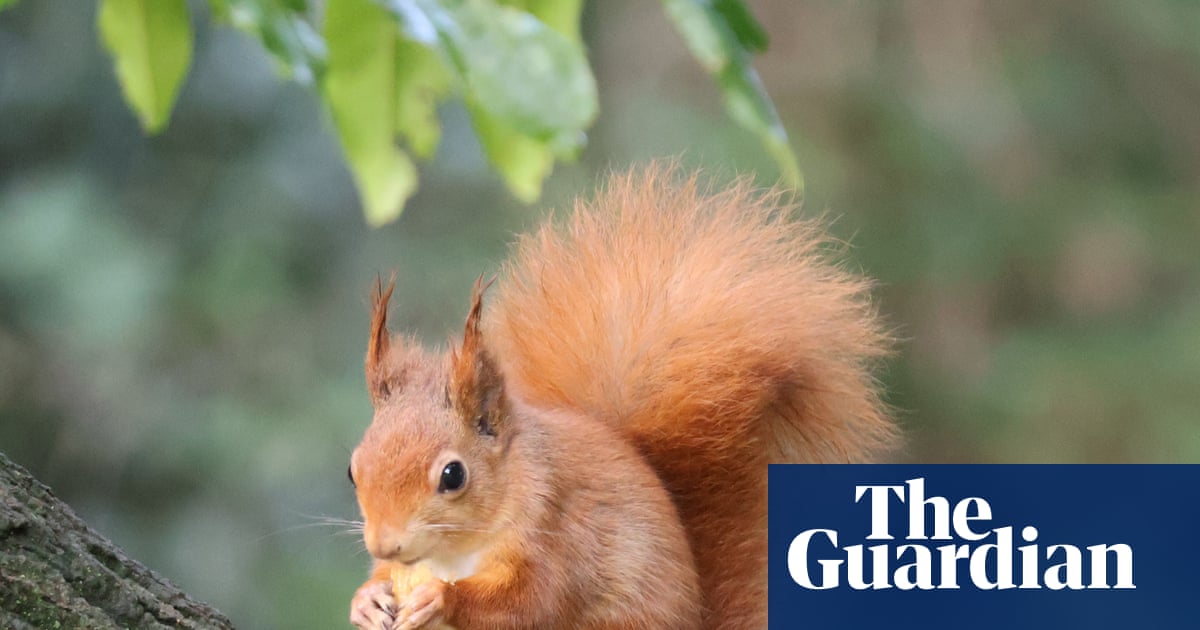Red squirrel population thriving on Isle of Wight and could almost double, study finds