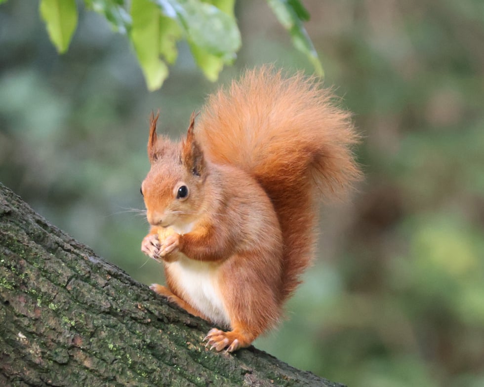 Red squirrel population thriving on Isle of Wight and could almost double, study finds Red squirrel population thriving on Isle of Wight and could almost double, study finds