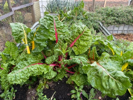 Assorted leafy greens from Giles’ veggie patch.