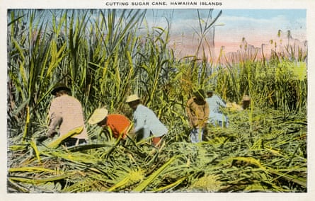 Workers cutting sugarcane.
