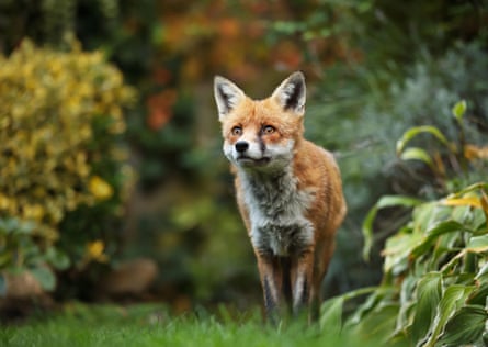 Red fox in a garden