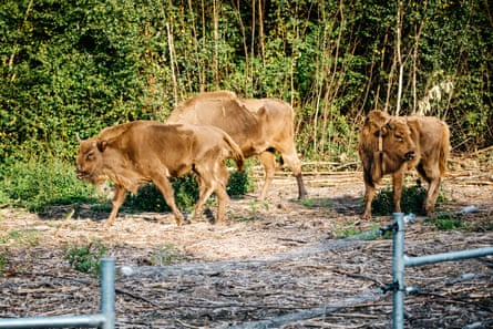 Les trois bisons adultes en juillet, peu après leur arrivée dans le Kent.