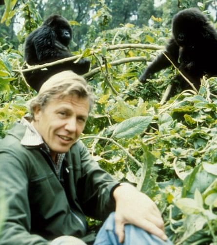 David Attenborough with gorillas, filming in 1979