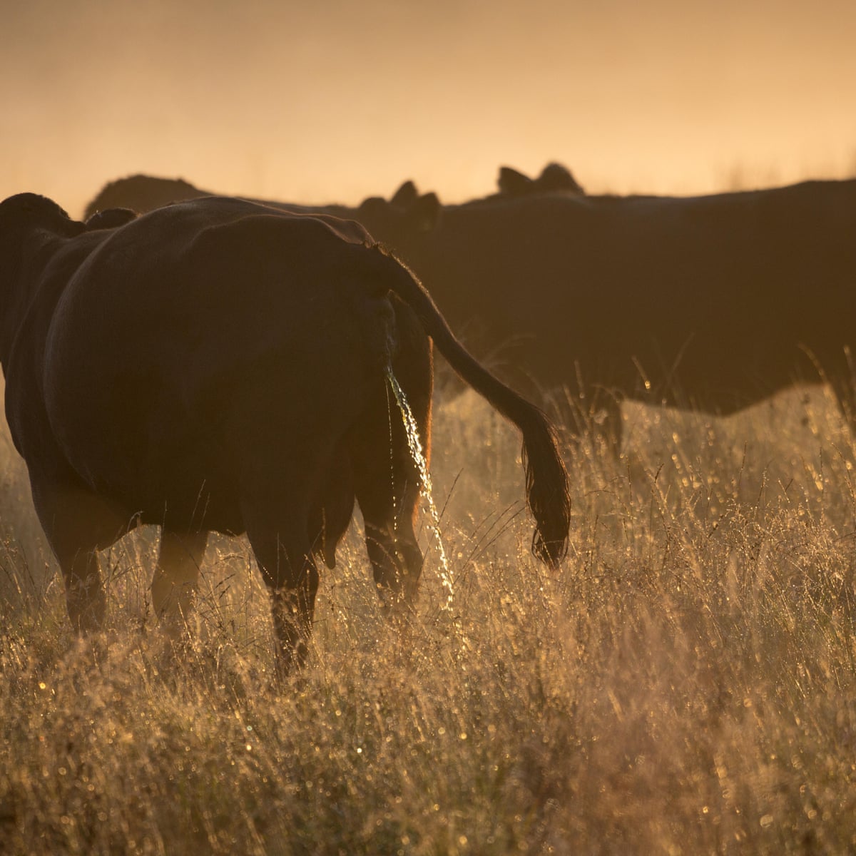 Think Dairy Farming Is Benign Our Rivers Tell A Different Story George Monbiot The Guardian Think Dairy Farming Is Benign Our Rivers Tell A Different Story George Monbiot The Guardian