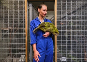 The kakapo patients needed several months of treatment before being returned to the wild.