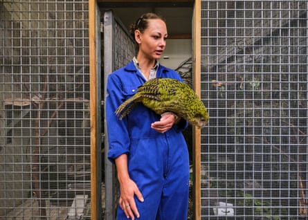 The kākāpō patients needed several months of treatment before being returned to the wild.