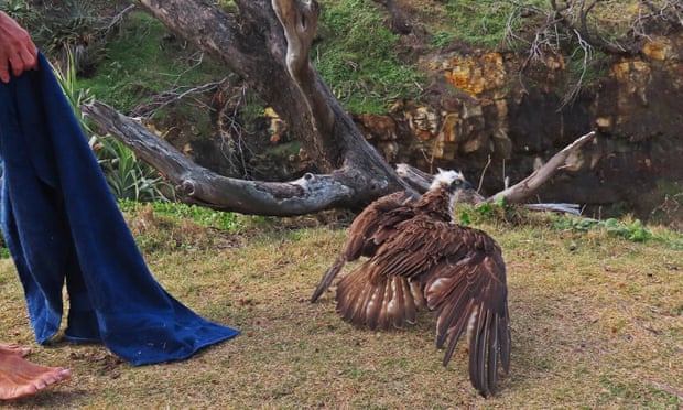 The rescued osprey prepares to take off.