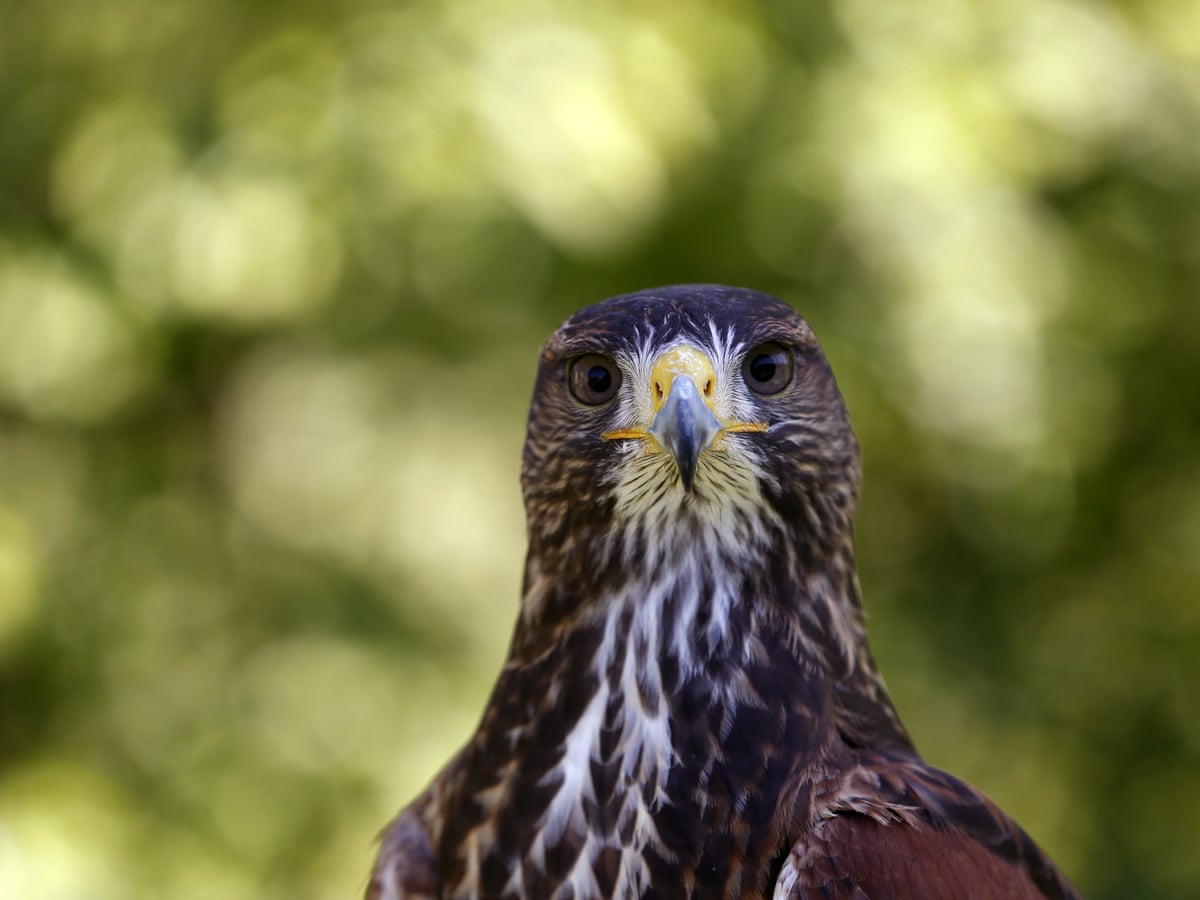Hunting Wild Animals Using A Bird Of Prey - Bird Walls