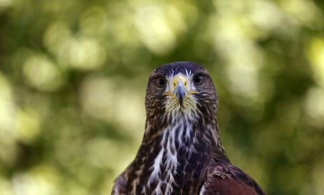 A falcon.
