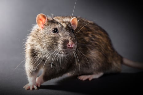 a close up of a rat